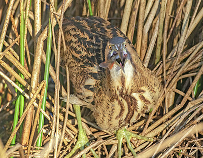 BUITEN BEELD Foto: 340119