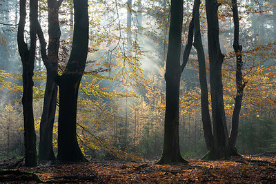 BUITEN BEELD Foto: 340131