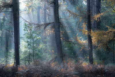 BUITEN BEELD Foto: 340136
