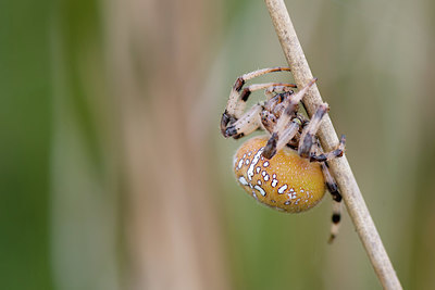 BUITEN BEELD Foto: 340151