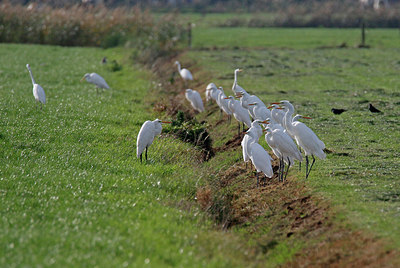 BUITEN BEELD Foto: 340183