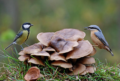 BUITEN BEELD Foto: 340184