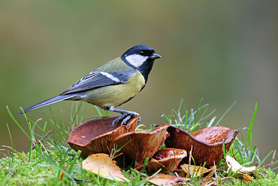 BUITEN BEELD Foto: 340187