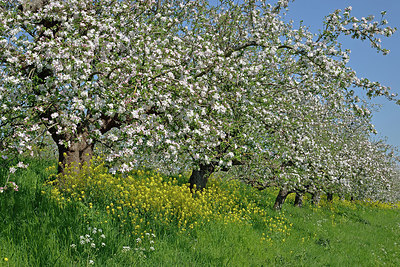 BUITEN BEELD Foto: 340207
