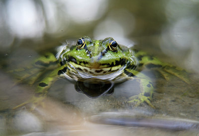 BUITEN BEELD Foto: 340216