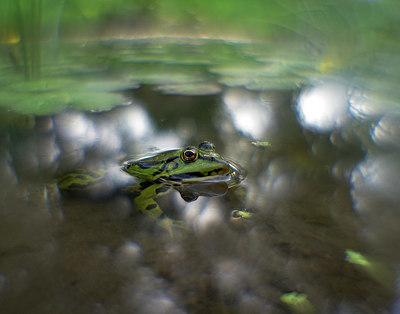BUITEN BEELD Foto: 340217