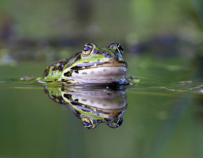 BUITEN BEELD Foto: 340229