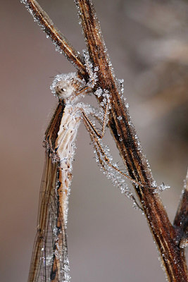 BUITEN BEELD Foto: 340286