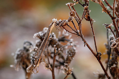 BUITEN BEELD Foto: 340287