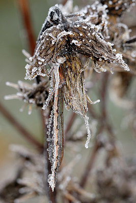 BUITEN BEELD Foto: 340288