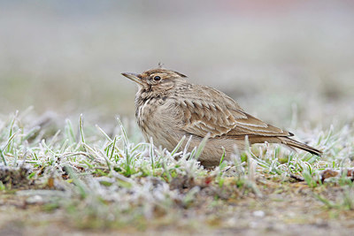 BUITEN BEELD Foto: 340292