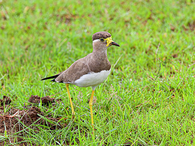 BUITEN BEELD Foto: 340324