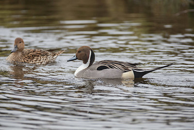 BUITEN BEELD Foto: 340336