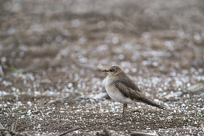 BUITEN BEELD Foto: 340344