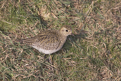 BUITEN BEELD Foto: 340345