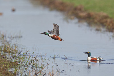 BUITEN BEELD Foto: 340346