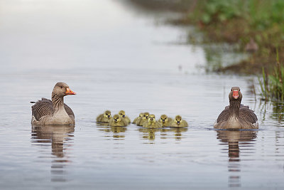 BUITEN BEELD Foto: 340347