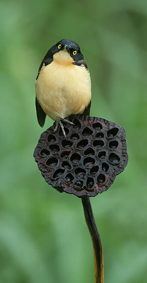 BUITEN BEELD Foto: 340351