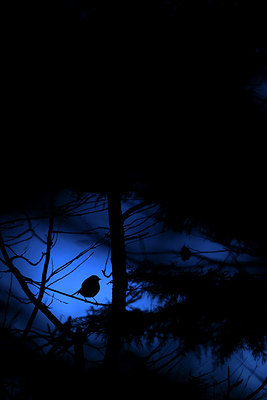 BUITEN BEELD Foto: 340376