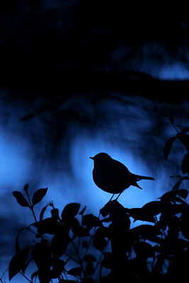 BUITEN BEELD Foto: 340379