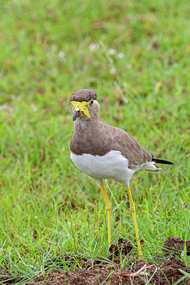 BUITEN BEELD Foto: 340427