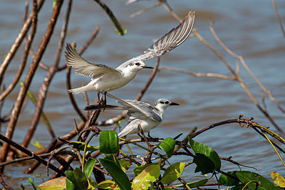 BUITEN BEELD Foto: 340437