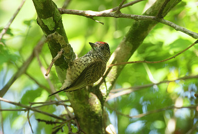 BUITEN BEELD Foto: 340447