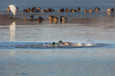 BUITEN BEELD Foto: 340451