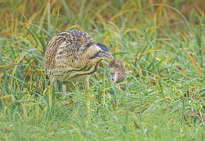 BUITEN BEELD Foto: 340469