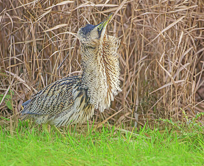 BUITEN BEELD Foto: 340470