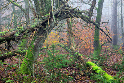 BUITEN BEELD Foto: 340474