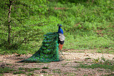 BUITEN BEELD Foto: 340483
