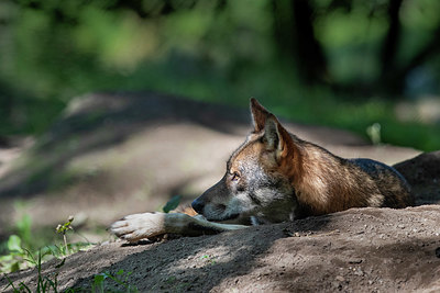 BUITEN BEELD Foto: 340484