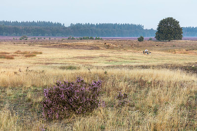 BUITEN BEELD Foto: 340485