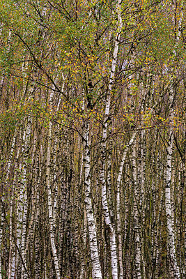 BUITEN BEELD Foto: 340524