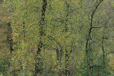 BUITEN BEELD Foto: 340525