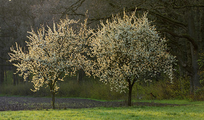 BUITEN BEELD Foto: 340526