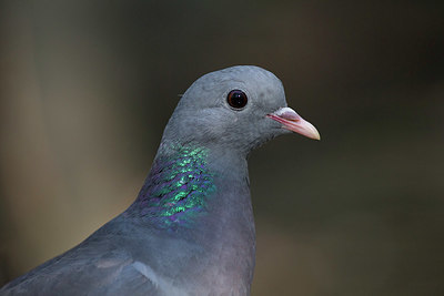 BUITEN BEELD Foto: 340536