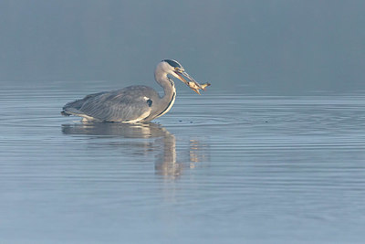 BUITEN BEELD Foto: 340541