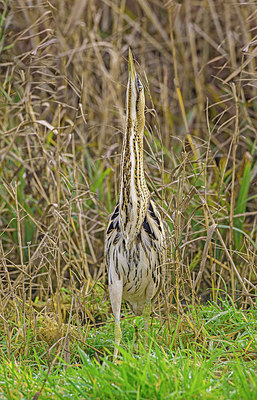 BUITEN BEELD Foto: 340591
