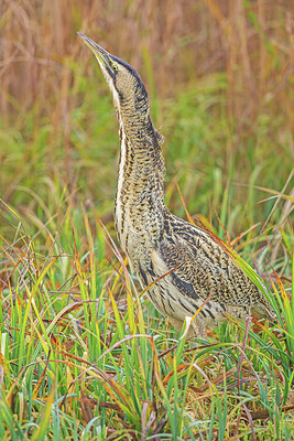 BUITEN BEELD Foto: 340592
