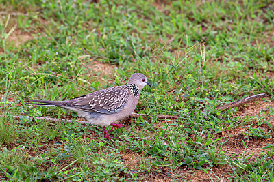 BUITEN BEELD Foto: 340610