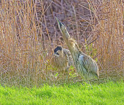 BUITEN BEELD Foto: 340625