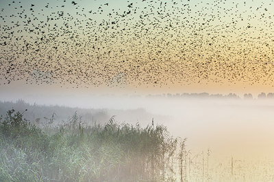 BUITEN BEELD Foto: 340642