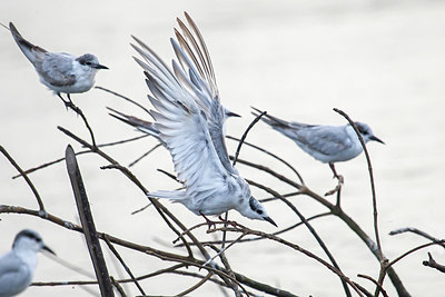 BUITEN BEELD Foto: 340650