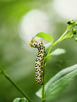 BUITEN BEELD Foto: 340654