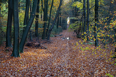 BUITEN BEELD Foto: 340692