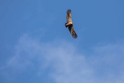 BUITEN BEELD Foto: 340696