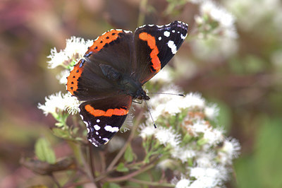 BUITEN BEELD Foto: 340726