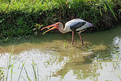 BUITEN BEELD Foto: 340731